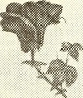 An illustration from Southern textile bulletin (1911)