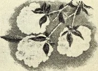 An illustration from Southern textile bulletin (1911)