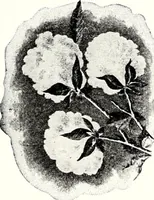 An illustration from Southern textile bulletin (1911)