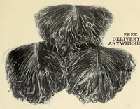 Picture 5 of 13 from Souvenir catalogue and feather price list : season 1910-1911 (1910), leaf 15