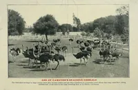 An illustration from Souvenir catalogue and feather price list : season 1910-1911 (1910)