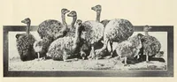 Picture 2 of 13 from Souvenir catalogue and feather price list : season 1910-1911 (1910), leaf 6