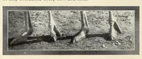 Picture 3 of 13 from Souvenir catalogue and feather price list : season 1910-1911 (1910), leaf 8
