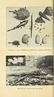 Picture 3 of 5 from Souvenirs of Jamaica : notes on the manufacture of couriosities & other souvenirs (1906), leaf 104