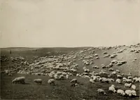 An illustration from Souvenir views of Alberta : the land of sunshine (1906)