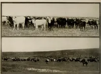 An illustration from Souvenir views of Alberta : the land of sunshine (1906)