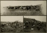 Picture 27 of 34 from Souvenir views of Alberta : the land of sunshine (1906), leaf 33