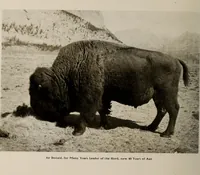 An illustration from Souvenir views of Alberta : the land of sunshine (1906)