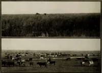 An illustration from Souvenir views of Alberta : the land of sunshine (1906)