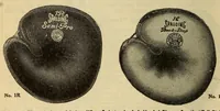 Picture 5 of 10 from Spalding's official base ball record (1907), leaf 376