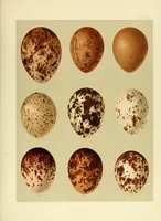 Picture 7 of 8 from Special bulletin (1892), leaf 493