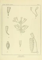 An illustration from Special bulletin (1892)
