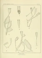 Picture 5 of 11 from Special bulletin (1892), leaf 137
