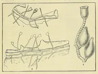 An illustration from Special bulletin (1892)