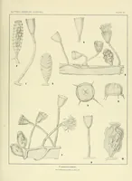 An illustration from Special bulletin (1892)