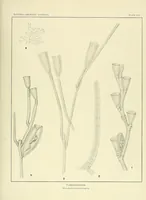Picture 7 of 11 from Special bulletin (1892), leaf 155