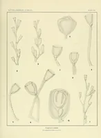 An illustration from Special bulletin (1892)