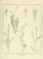 An illustration from Special bulletin (1892)