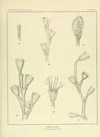 An illustration from Special bulletin (1892)