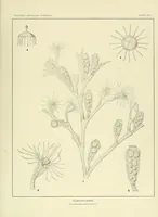 An illustration from Special bulletin (1892)
