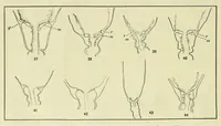 Picture 2 of 11 from Special bulletin (1892), leaf 22
