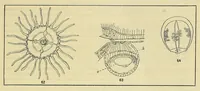 An illustration from Special bulletin (1892)