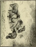 An illustration from Special exhibition of paintings by American artists at home and in Europe, Nov. 7-Dec. 26 : illustrated catalog (1881)