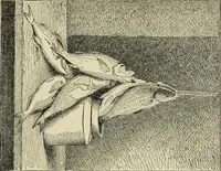 Picture 50 of 75 from Special exhibition of paintings by American artists at home and in Europe, Nov. 7-Dec. 26 : illustrated catalog (1881), leaf 76
