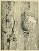 An illustration from Special exhibition of paintings by American artists at home and in Europe, Nov. 7-Dec. 26 : illustrated catalog (1881)