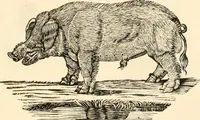 An illustration from A specimen of printing types (1798)