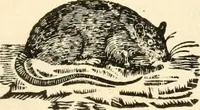 An illustration from A specimen of printing types (1798)