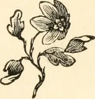 An illustration from A specimen of printing types (1798)