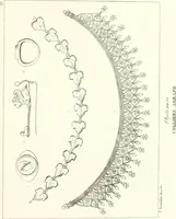 An illustration from Specimens from the Naples Museum : one hundred and sixty-eight plates, engraved on copper by the best Italian artists, illustrating four hundred and sixty-six objects from every branch of art and archaeology (1889)