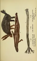 An illustration from Specimens of Bushman folklore (1911)