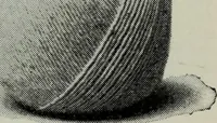 An illustration from Specimens of type, borders, ornaments, brass rules and cuts, etc. : catalogue of printing machinery and materials, wood goods, etc (1897)