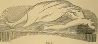An illustration from Spiritualism and allied causes and conditions of nervous derangement (1876)