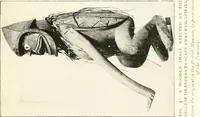 An illustration from Spiritualism among civilised and savage races; a study in anthropology (1921)