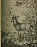 Picture 205 of 241 from Sport in art; an iconography of sport during four hundred years from the beginning of the fifteenth of the end of the eighteenth centuries (1913), leaf 342