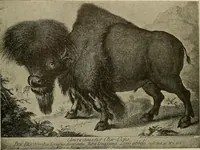 Picture 234 of 241 from Sport in art; an iconography of sport during four hundred years from the beginning of the fifteenth of the end of the eighteenth centuries (1913), leaf 372