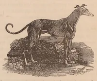 An illustration from Sporting anecdotes, original and selected; 1825 (1825)