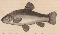 An illustration from Sporting anecdotes, original and selected; 1825 (1825)