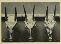 An illustration from A sporting trip through Abyssinia : a narrative of a nine months' journey from the plains of the Hawash to the snows of Simien, with a description of the game, from elephant to ibex, and notes on the manners and customs of the natives (1902)