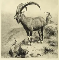 An illustration from A sporting trip through Abyssinia : a narrative of a nine months' journey from the plains of the Hawash to the snows of Simien, with a description of the game, from elephant to ibex, and notes on the manners and customs of the natives (1902)