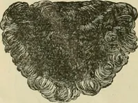 An illustration from Spring & summer fashion catalogue. (1898)