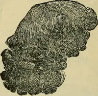 An illustration from Spring & summer fashion catalogue. (1898)