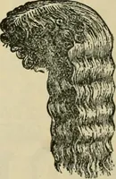 An illustration from Spring & summer fashion catalogue. (1898)