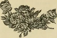 An illustration from Spring & summer fashion catalogue. (1898)
