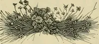 An illustration from Spring & summer fashion catalogue. (1898)
