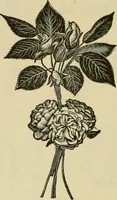 An illustration from Spring & summer fashion catalogue. (1898)