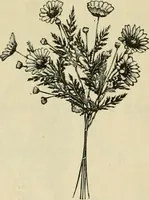 An illustration from Spring & summer fashion catalogue. (1898)